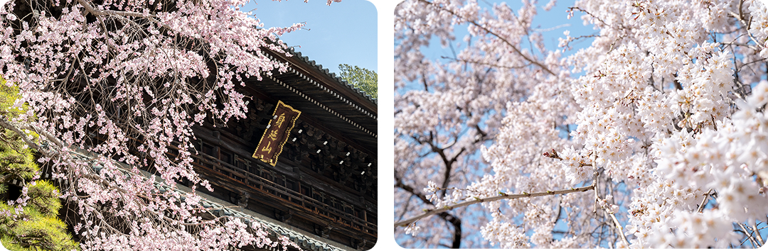 満開の様子の写真