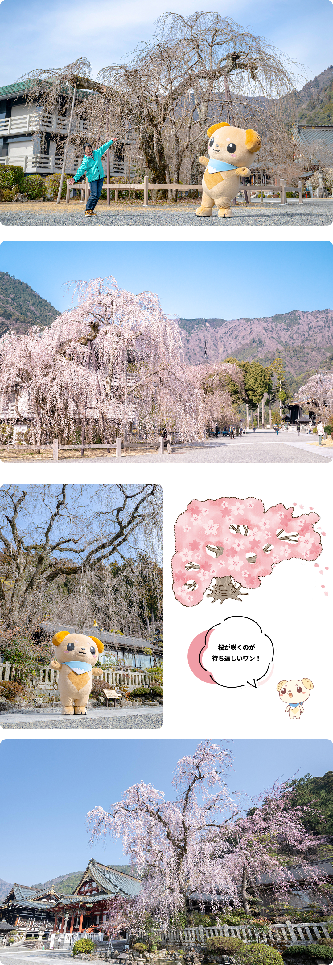 久遠寺の桜の写真