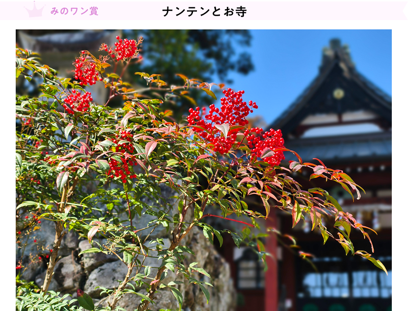 gaku1973「ナンテンとお寺」