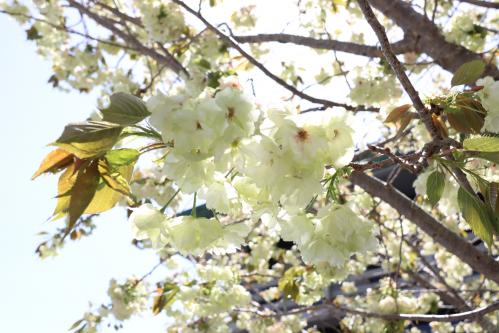 御衣黄桜