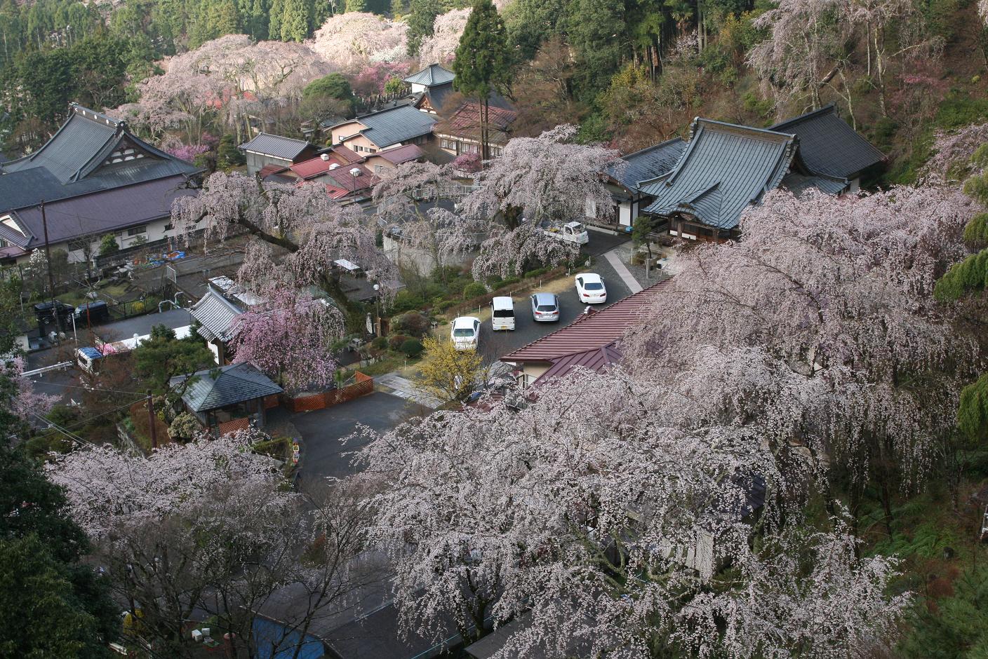 身延山西谷のしだれ桜