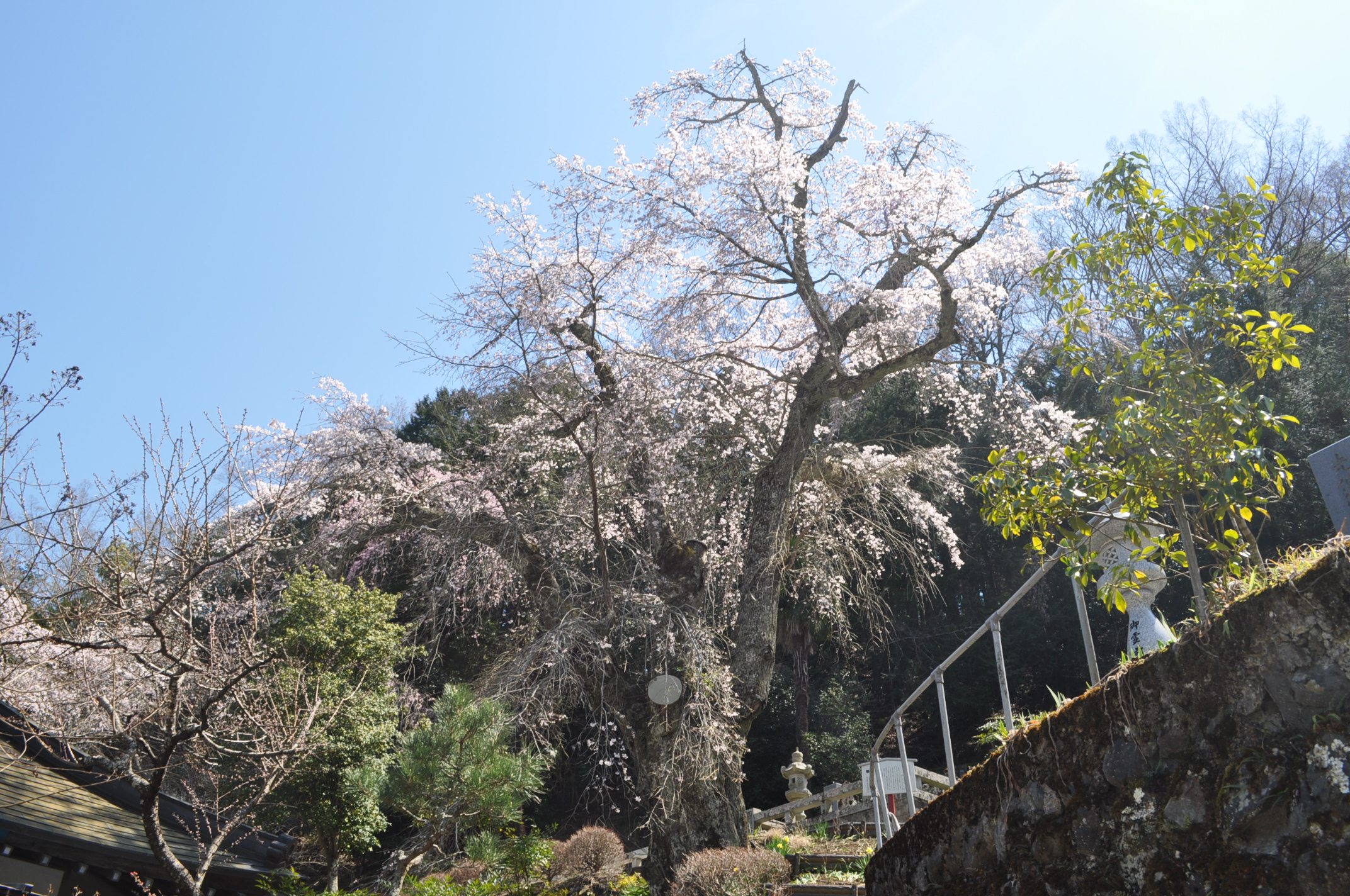 鏡円坊のしだれ桜