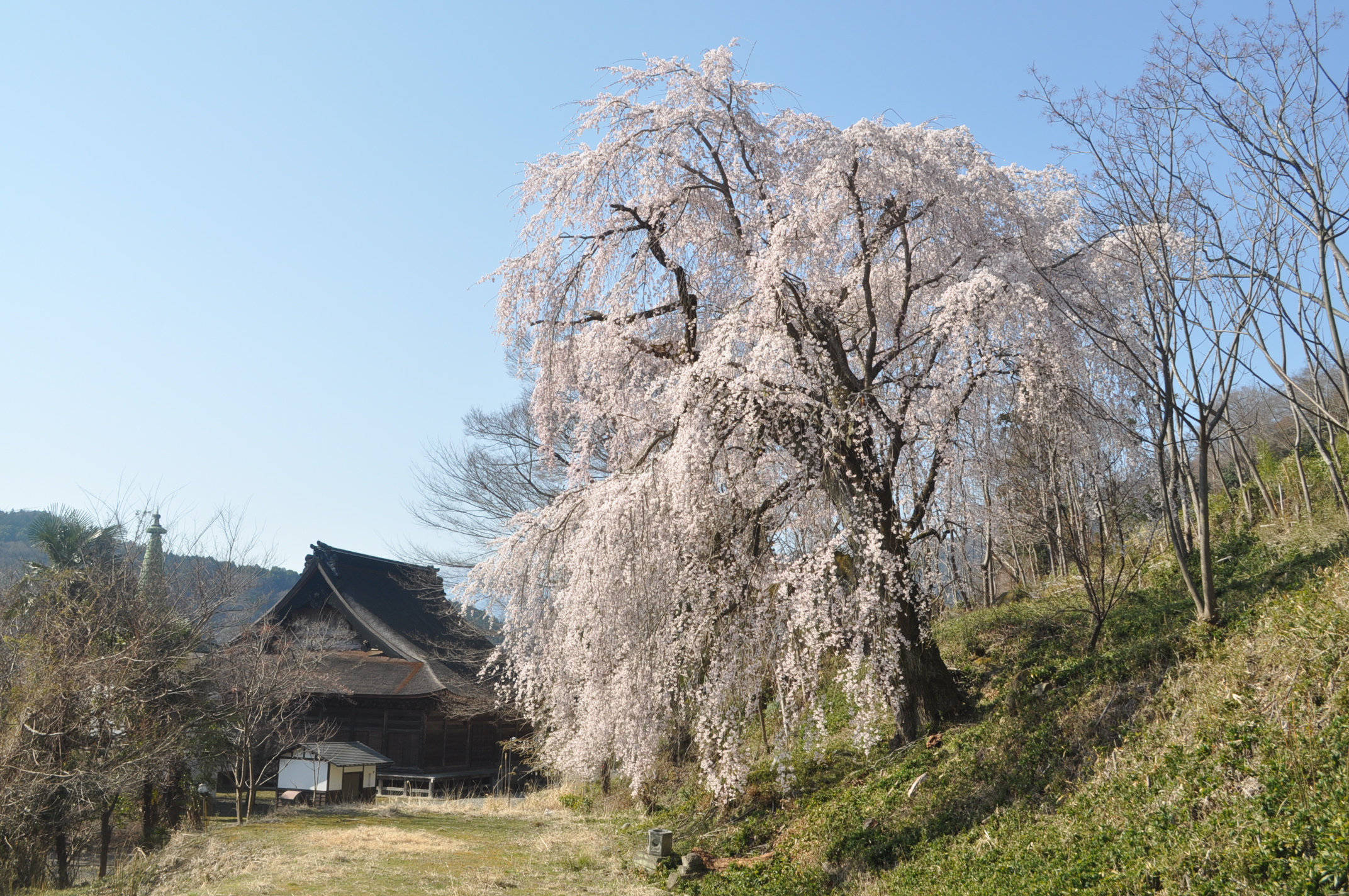 本遠寺のしだれ桜