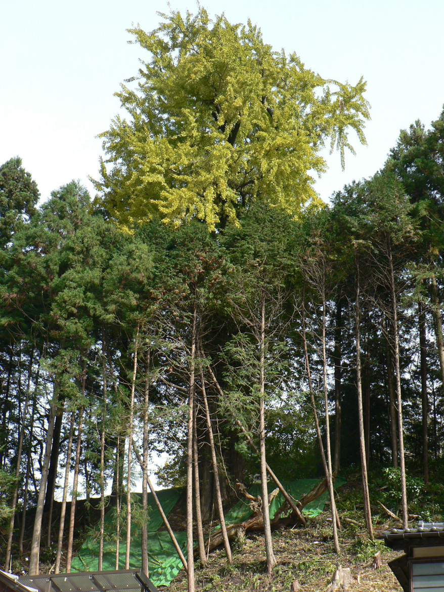 山田屋裏のオハツキイチョウ【町指定天然記念物】