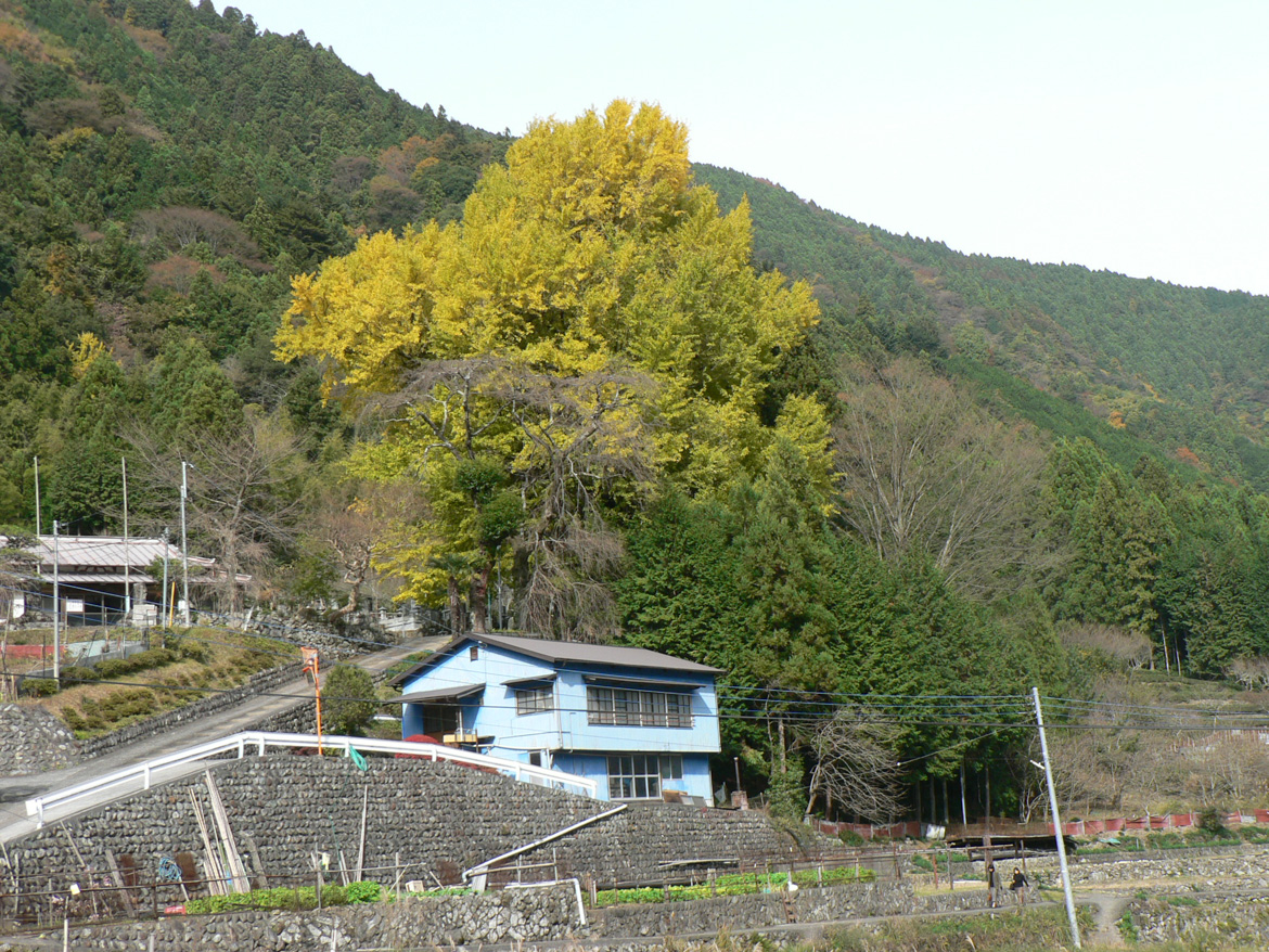 本妙寺のイチョウ【県指定天然記念物】