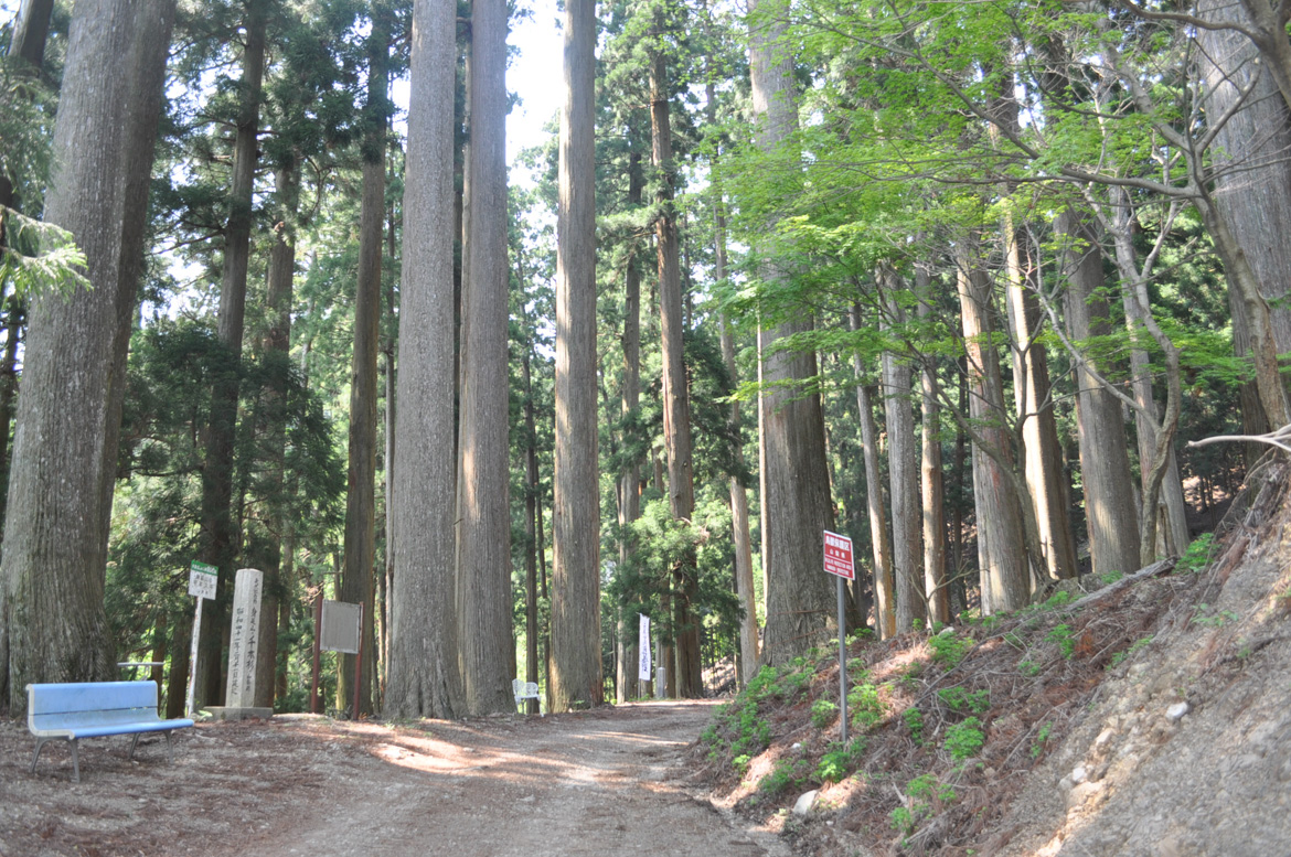 身延山の千本スギ