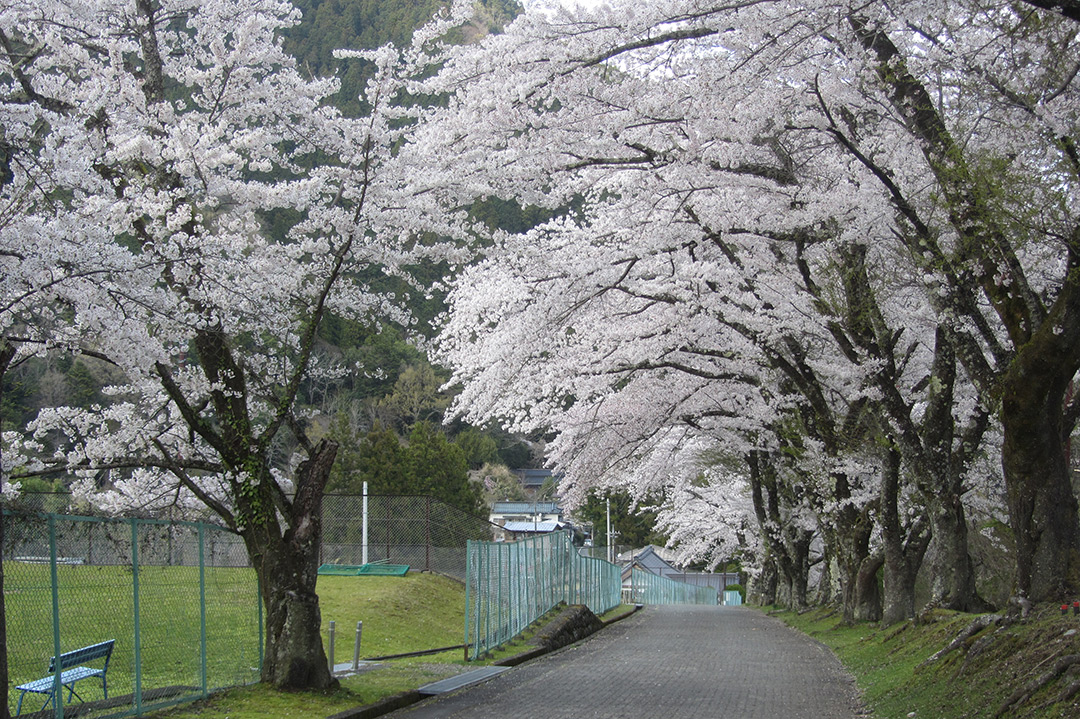 寺平のソメイヨシノ