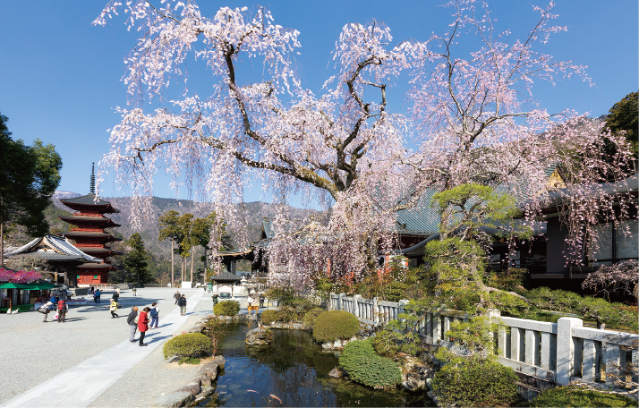 しだれ桜