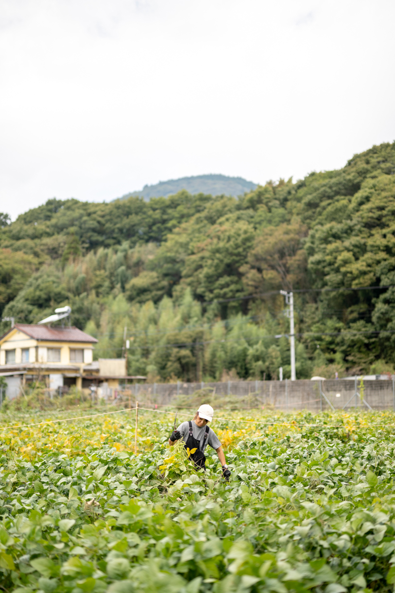 あけぼの大豆を収穫する小林あゆみさん