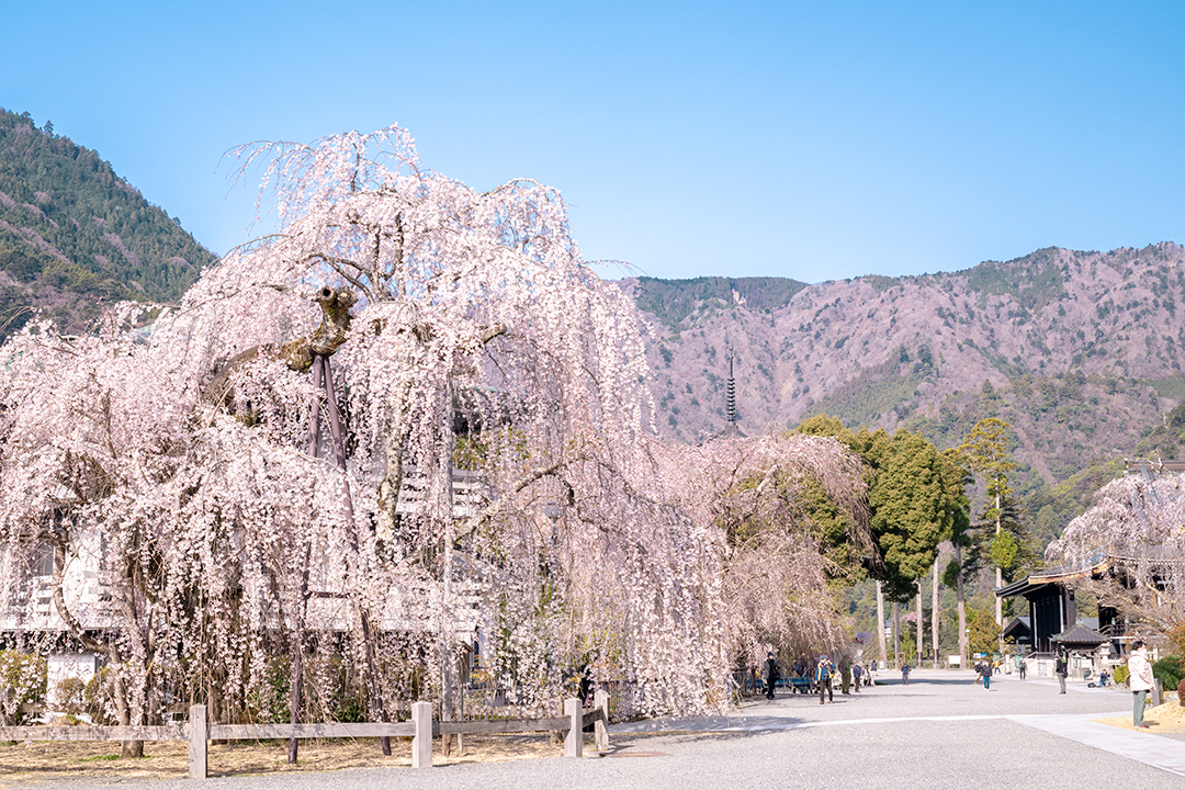 久遠寺境内