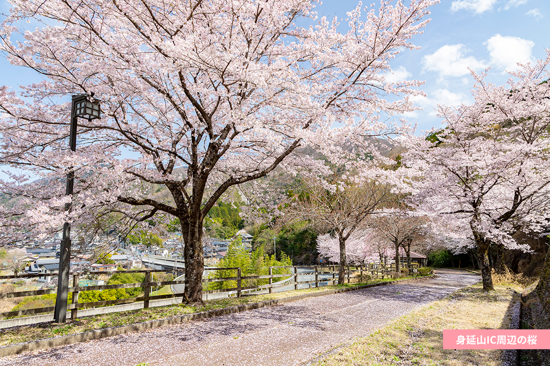 身延山IC周辺の桜