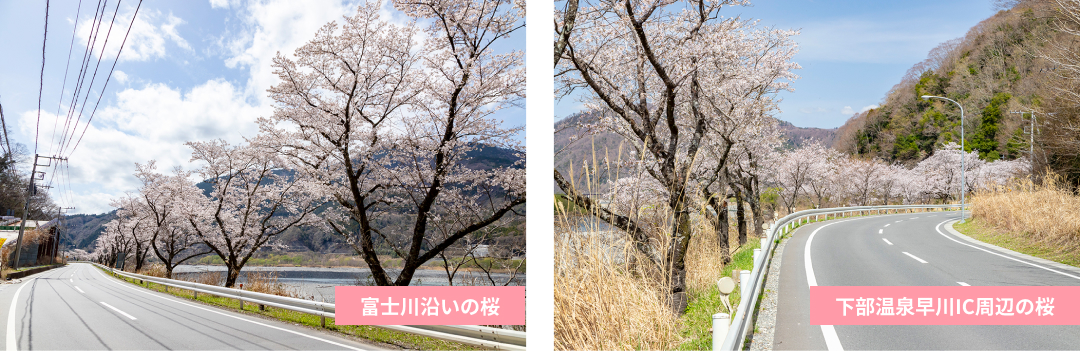 富士川沿いの桜・下部温泉早川IC周辺の桜