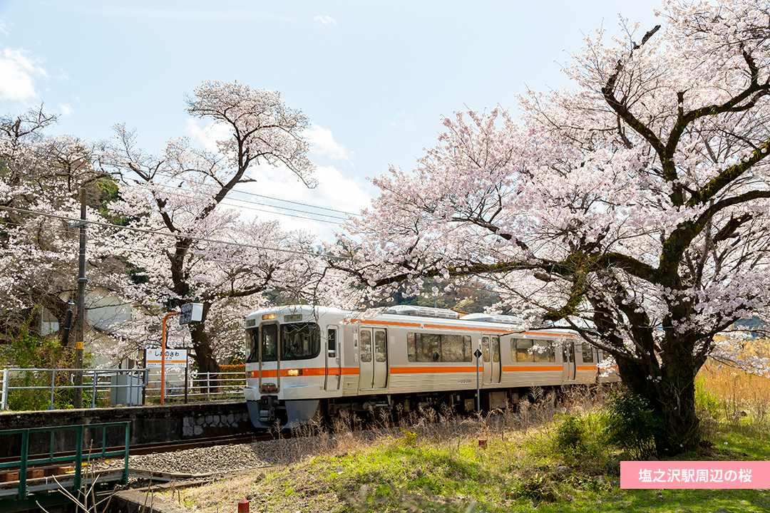 塩之沢駅周辺の桜