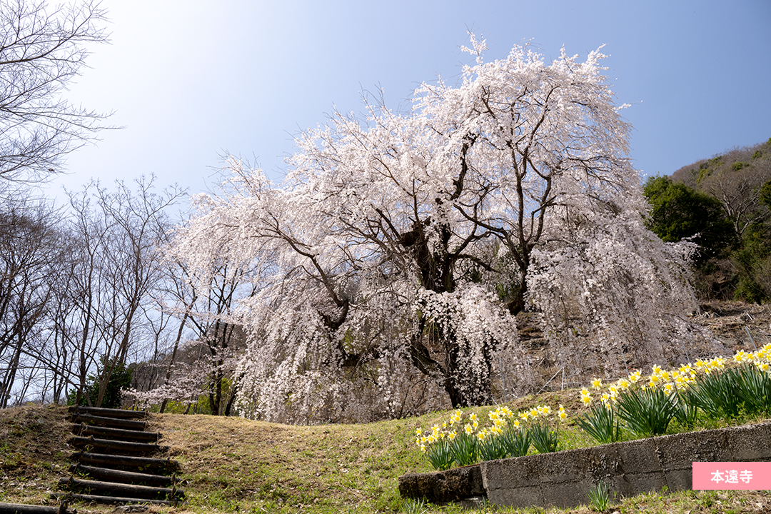 本遠寺