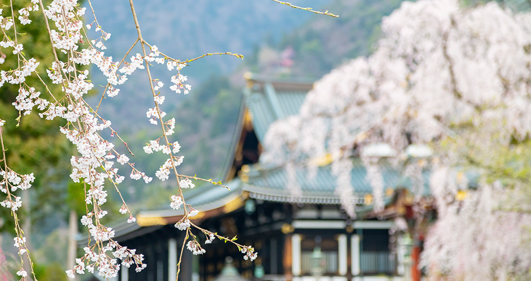 桜の開花情報