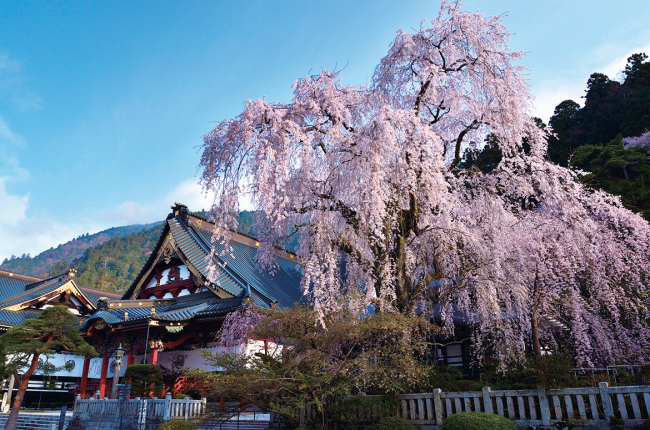 身延山久遠寺のしだれ桜