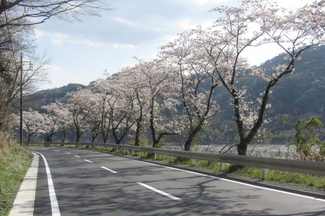 帯金～八木沢間桜並木(ソメイヨシノ)