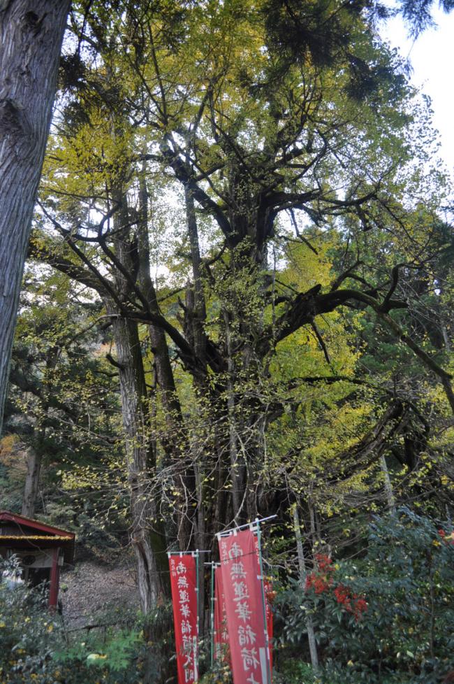 蓮華谷のオハツキイチョウ【町指定天然記念物】