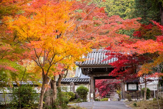 身延山三門付近の紅葉