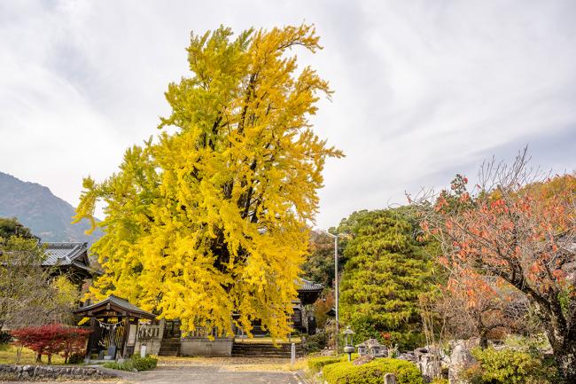 本国寺のオハツキイチョウ