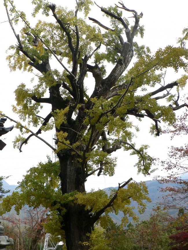 長谷寺のオハツキイチョウ