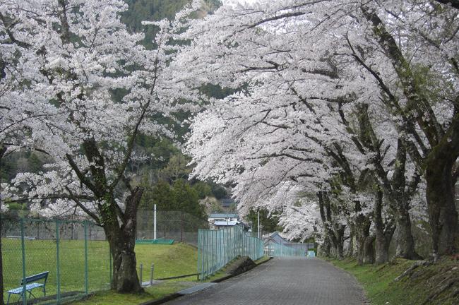 寺平のソメイヨシノ