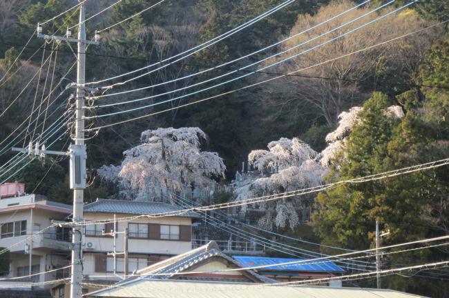 波木井山円実寺のしだれ桜