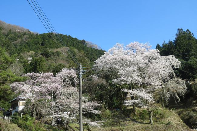 妙泉寺のしだれ桜