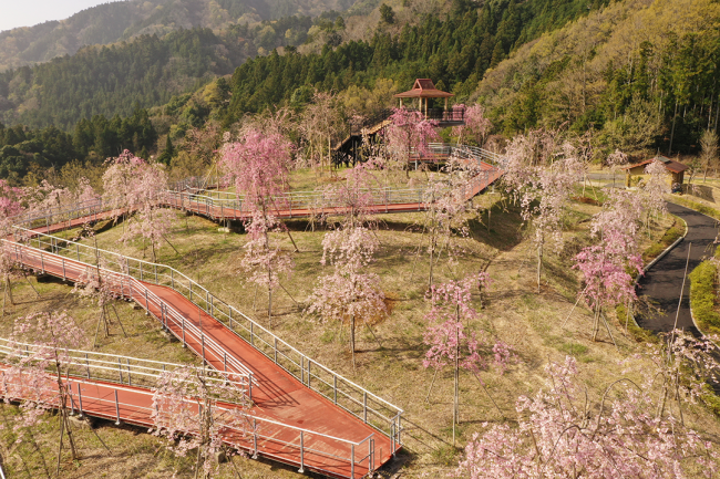 しだれ桜の里（クラフトパーク内）のしだれ桜