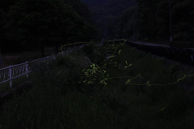 ホタル写真