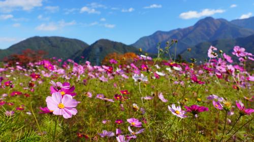 コスモス畑より20251110