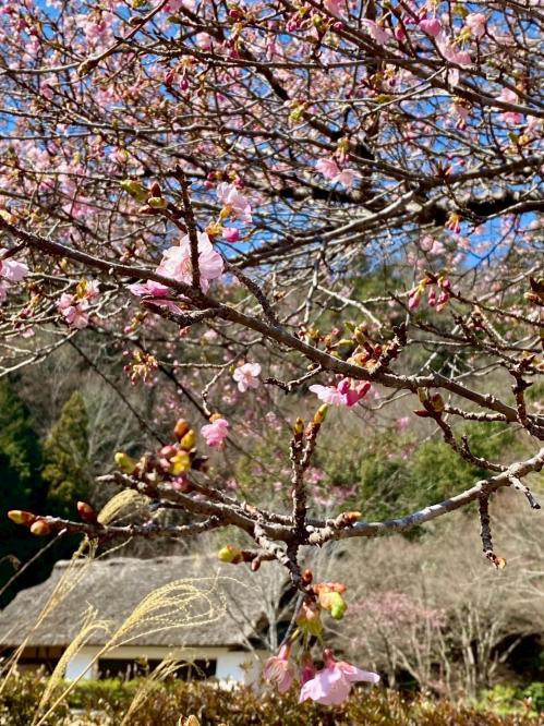 道の駅しもべ20260309