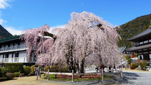 身延山久遠寺境内　（令和8年3月19日時点）