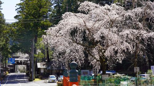 身延山総門　（令和8年3月19日時点）