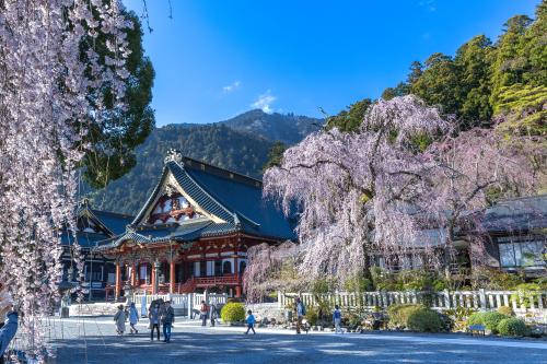 身延山久遠寺しだれ桜