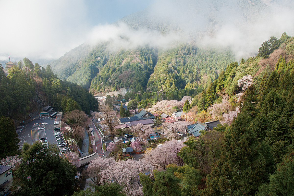 西谷の桜